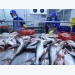 Shark catfish exports to US, China fall