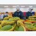 An Giang to export mangoes to US in June