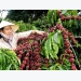 Internal, external factors challenge Vietnam’s coffee exports