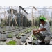 Mekong farmers prosper with organic farming