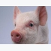Early-life stress has lifelong implications for pigs