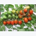 Một số giống cà chua tí hon thương hiệu Việt