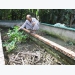 Thu lãi trăm triệu từ nuôi lươn hồ xi măng tại Đồng Tháp