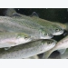 Thin skin linked to smolt mortalities