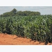 Maize production: Managing critical plant growth stages