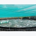 To farm white leg shrimps in round shape steel frame tank