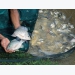 Streptococcus vaccine offers hope for tilapia sector