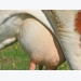 Best practices may reduce environmental mastitis cases