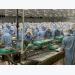 Thị trường hưng thịnh cho cá tra fillet Việt Nam tại Trung Quốc