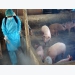 Một số lưu ý về phòng trị bệnh Dịch tả lợn Châu Phi