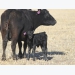 Modified grazing may benefit cow/calf producers