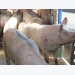 How do cull sows respond to transport to slaughter?