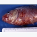 Fish disease - Haemorrhagic organs