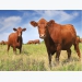 Grass tetany preventable in grazing beef cows