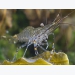 Shrimp diseases - Nutritional Diseases- Poor and reduced growth