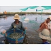 Làm bể lót bạt nuôi tôm thẻ dày đặc, dân trúng lớn tại Kiên Giang