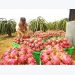 Dragon fruit price breaks record due to prolonged hot weather