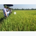 Giới thiệu một số giống lúa mới năng suất, chất lượng cao cho các tỉnh phía Bắc