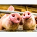 Calculating swine diets using digestibility ratios may support growth, feed intake