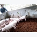 Chăn nuôi an toàn sinh học giúp phòng dịch tả lợn châu Phi hiệu quả
