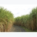 Sugar cane: prevent soil compaction and improve yield