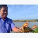 Trà Vinh: Farmers are excited with the extensive crab farming project