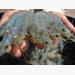 Cà Mau: prices of giant tiger shrimp fall by half in the run-up to harvest