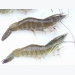 Trà Vinh: Successful production of SPF tiger shrimp adult broodstock