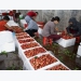 Bac Giang: More lychee to be grown for export to Japan