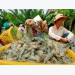 Mekong Delta: Prices of black tiger shrimps fluctuate wildly, inventory increases