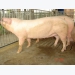 Kinh nghiệm chăn nuôi và chăm sóc lợn nái mang thai