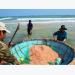 Quảng Nam fishermen enjoy bumper tiny shrimp season