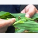 Quy trình kỹ thuật phòng, chống sâu keo mùa thu (Spodoptera frugiperda)
