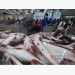 America postponed the food safety assessment on Vietnamese pangasius