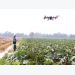 Đồng Tháp farmers adopt drones to spray crops