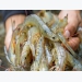 Phú Yên: Disease outbreak occurs in shrimp