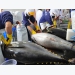 Export of ocean tuna copes with difficulties in the EU and US