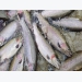 Slump in sales of Sapa salmon due to Covid-19