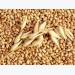 Giá lúa mì Nga duy trì vững do lo ngại cây trồng tại khu vực Biển Đen
