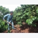 Bón phân Đầu Trâu cho vườn cà phê tái canh