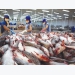 Pangasius exports will see a considerable increase