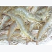 Cà Mau: Prices of shrimp are increasing