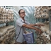 Organic mushroom grower finding stable customers