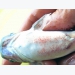 Phòng trị bệnh do vi khuẩn trên cá nuôi lồng bè