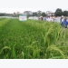 Hybrid rice in Vietnam - The story continues