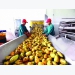 Fruit and vegetable exports increase in most markets