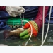 Hy vọng cao về vắc-xin Francisella dạng uống cho cá rô phi