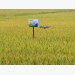 Lúa Dự Hương 8, Đài Thơm 8 nổi bật trên cánh đồng lớn Nam Định
