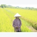 Nhà nông học Nguyễn Thị Trâm chia sẻ kinh nghiệm tạo giống lúa lai