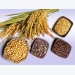 Giá lúa mạch của Pháp phục hồi, hạt cải dầu ở mức thấp nhất trong 20 năm